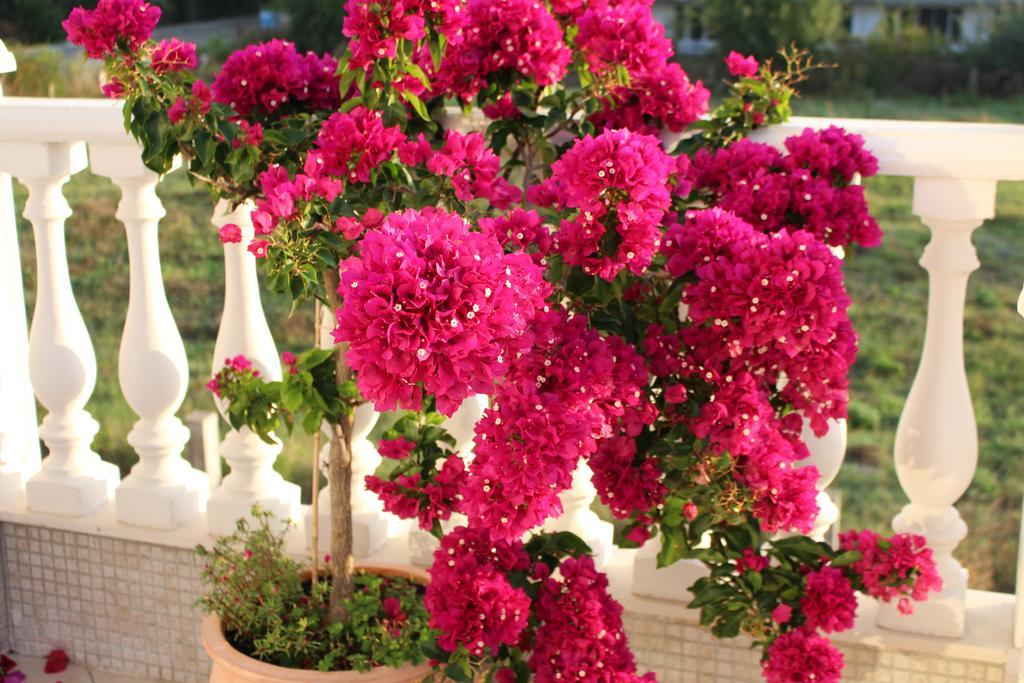 Livia Boutique Hotel apartamentowy Rawda